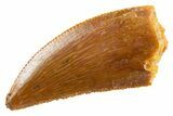Serrated Raptor Tooth - Real Dinosaur Tooth #347010-1